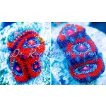 Acan - Assorted Frag (Medium)