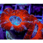 Micromussa - Lord Howensis Ultra