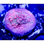 Montipora - Dragon Fruit