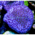 Montipora - Galaxy