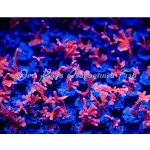 Montipora - Manilla Spy