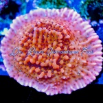 Montipora - Nauti Spiral