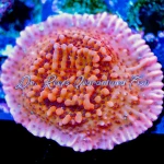 Montipora - Nauti Spiral