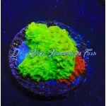 Montipora - Nuclear Fusion