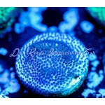 Montipora - Purple Haze