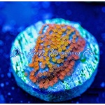 Montipora - Rainbow