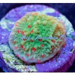Montipora - Seasons Greetings
