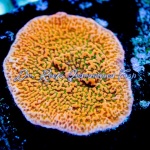 Montipora - Tropicana