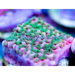 Montipora - Tropic Thunder