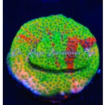 Montipora - Danger Zone