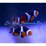 Onyx Percula Bonded Pair