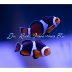 Onyx Percula Bonded Pair