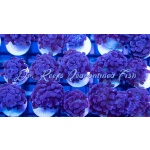 Prince of Darkness Hammer