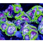 Dipsastraea - Purple Heart