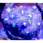 Chalice - Purple Stunner