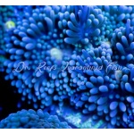 Ricordea florida - Blue and Green