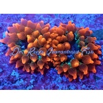 Rose Super Bubbletip Anemone