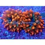 Rose Super Bubbletip Anemone