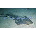 Shovelnose Shark