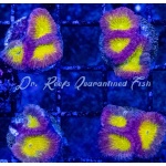 Dipsastraea -Smoochum