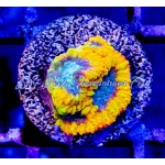 Favia - Yellow Submarine