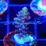 Acropora - Greg Hiller's Aqua Delight