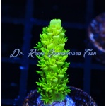 Acropora - The Banger