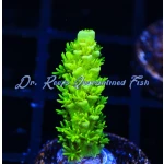 Acropora - The Banger