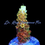 Acropora - Bill Murray