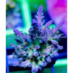 Acropora - Cali Tort