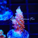Acropora - Cherry Bomb