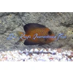Chevron Tang