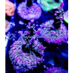 Acropora - Crimson