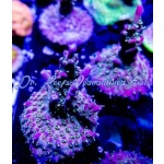 Acropora - Crimson