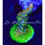 Acropora - Fruity Pebbles