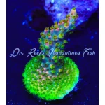 Acropora - Fruity Pebbles