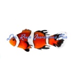 Longfin Ocellaris Clownfish