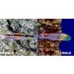 Paddlefin Wrasse (Female)