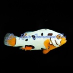 Picasso Helmet Clownfish