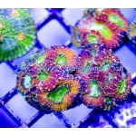 Acan - Lord Pumpkin