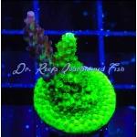 Acropora - Raspberry Splice