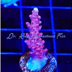 Acropora - Red Robin