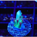 Acropora - Taj Mahal