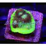 Chalice - Alien Pink Eyed