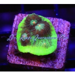 Chalice - Alien Pink Eyed