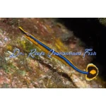 Bluestripe Pipefish