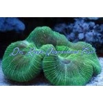 Trachyphyllia geoffroyi - Green Aussie