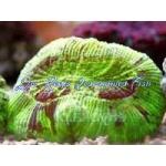 Trachyphyllia geoffroyi - Metallic Aussie