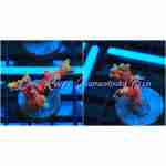 Montipora - Forest Fire Digitada