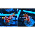 Montipora - Forest Fire Digitada